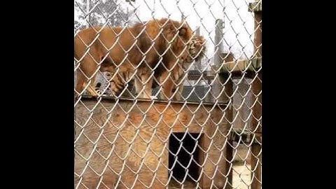 Thumbnail of lion vs tiger - tiger growls at lion