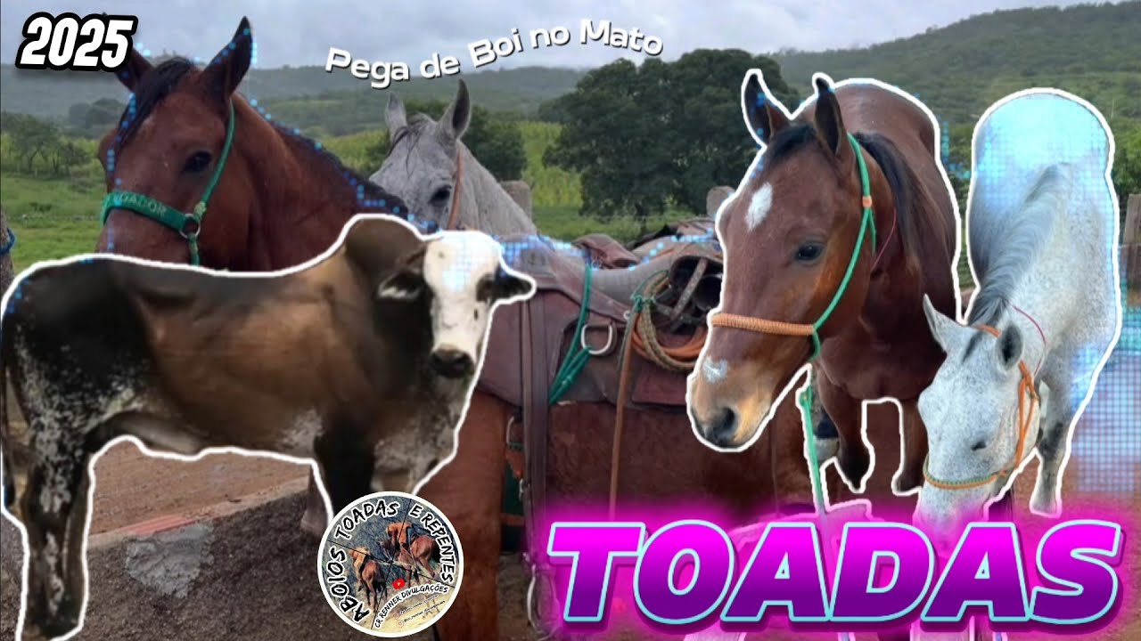 Toadas As Melhores Mimin do Gado & Outros Grandes Poetas - Aboios Toadas e Repentes 