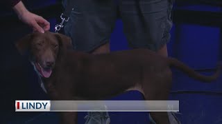 A full recovery Lindy from the SPCA of East Texas is ready for her forever home
