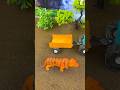 Thirsty Tiger Drinks from Mini Water Pump | Relaxing Animal Video |#shorts #youtubeshorts