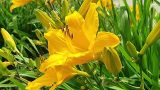 Stella D'Oro Daylily - Beautiful Flowers 2021