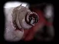 Slipknot  - Wait and Bleed (HD)