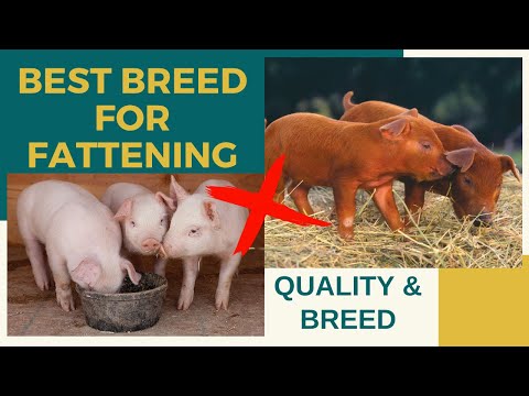 Video: How To Choose The Right Piglet For Fattening?
