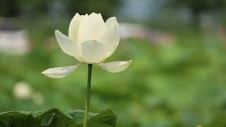 Go Gently, Go Lightly