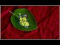 Flying butterfly 3d  art on a leaf by artist sanjeev acharya