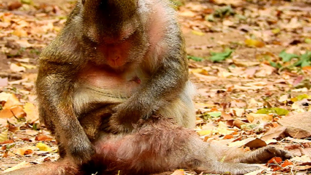 Heart-Breaking !! Mona crying loudly cos lost newborn, I am so regret to know that, Sadness mum