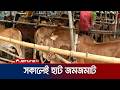 সকাল থেকেই জমজমাট জয়পুরহাটের পশুর হাটগুলো | Joypurhat | Cow Hat | Jamuna TV