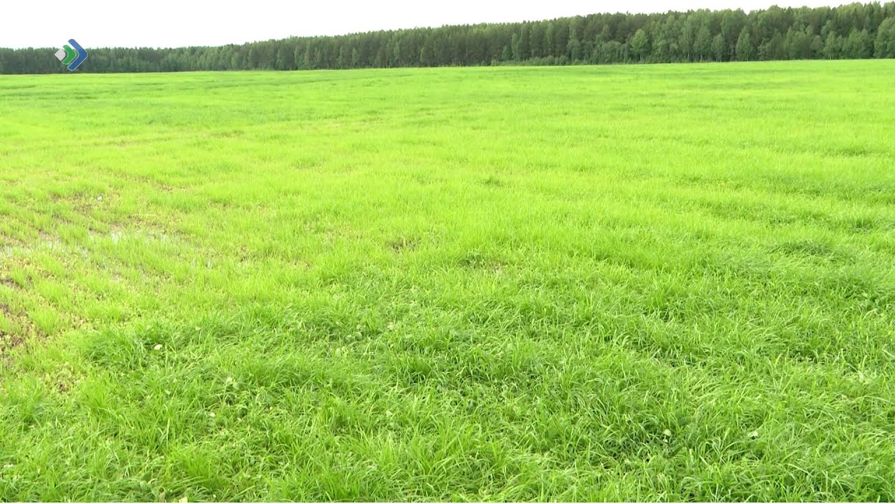 На «Дне поля» аграрии региона обсудили старт кормозаготовительной компании