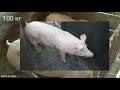 Продал свиней по 50 грн/кг • Отлучка поросят, не писку не крика • Сім'я в селі.