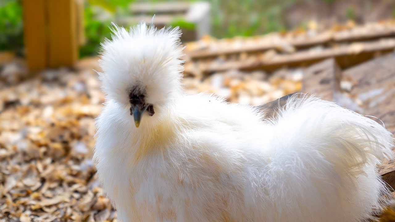 LIVE: Silkie Bantam Chicken Cam — All‑Day Coop Watch