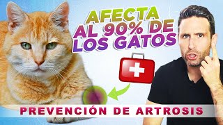 CONSEJOS para PREVENIR la ARTROSIS en tu GATO a cualquier edad ‍⚕| Cuidados de huesos en gatos