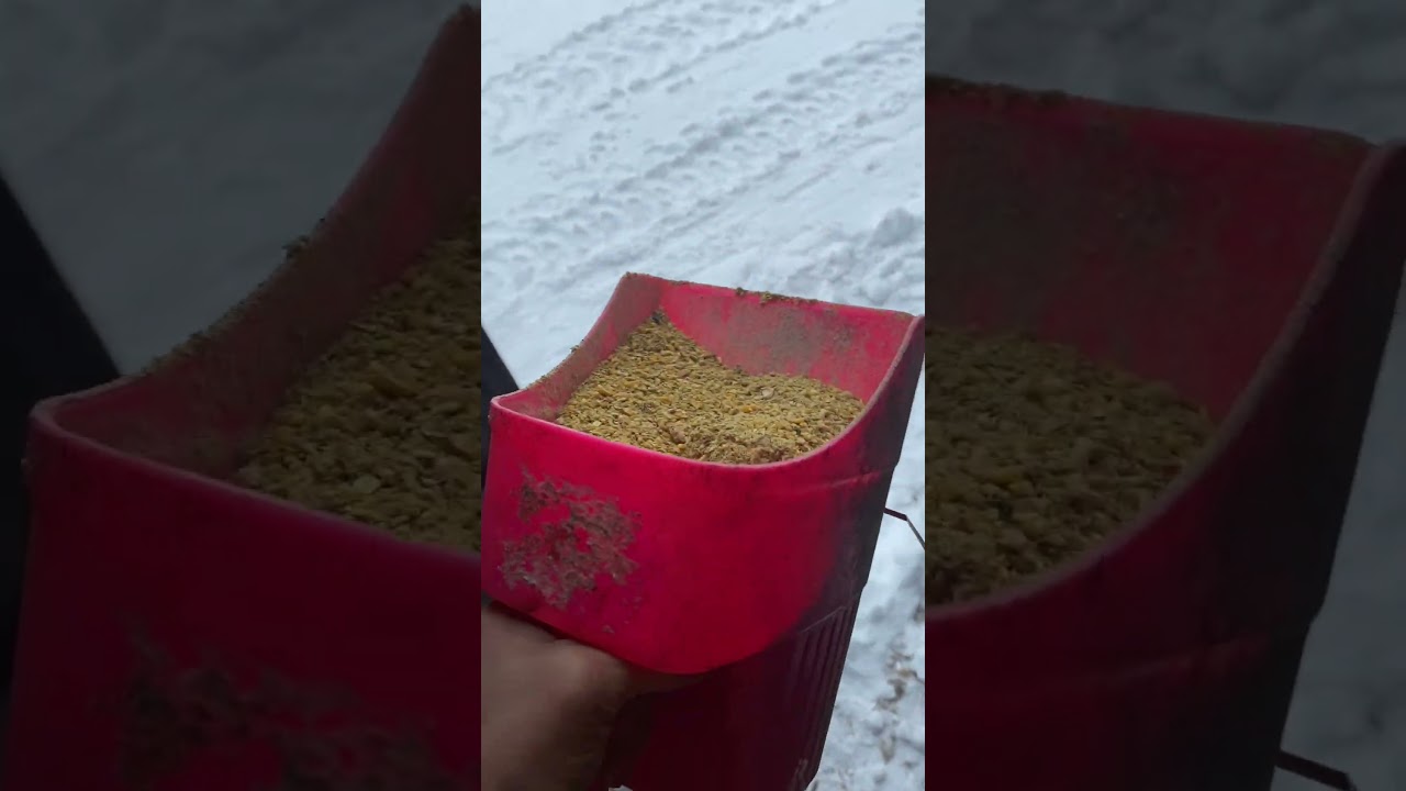 These girls are doing so good laying in their new nesting boxes! 