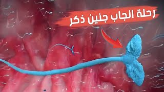 رحلة الحيوانات المنوية نحو إنجاب جنين ذكر | مشاهد تعرض لأول مرة