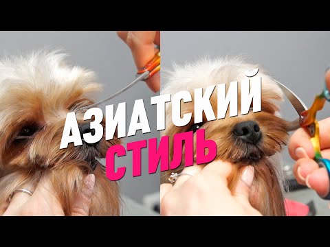 СТРИЖКА ЙОРКА/ АЗИАТСКИЙ СТИЛЬ/ Эпизод МАСТЕР-КЛАССА / GROOM SCHOOL