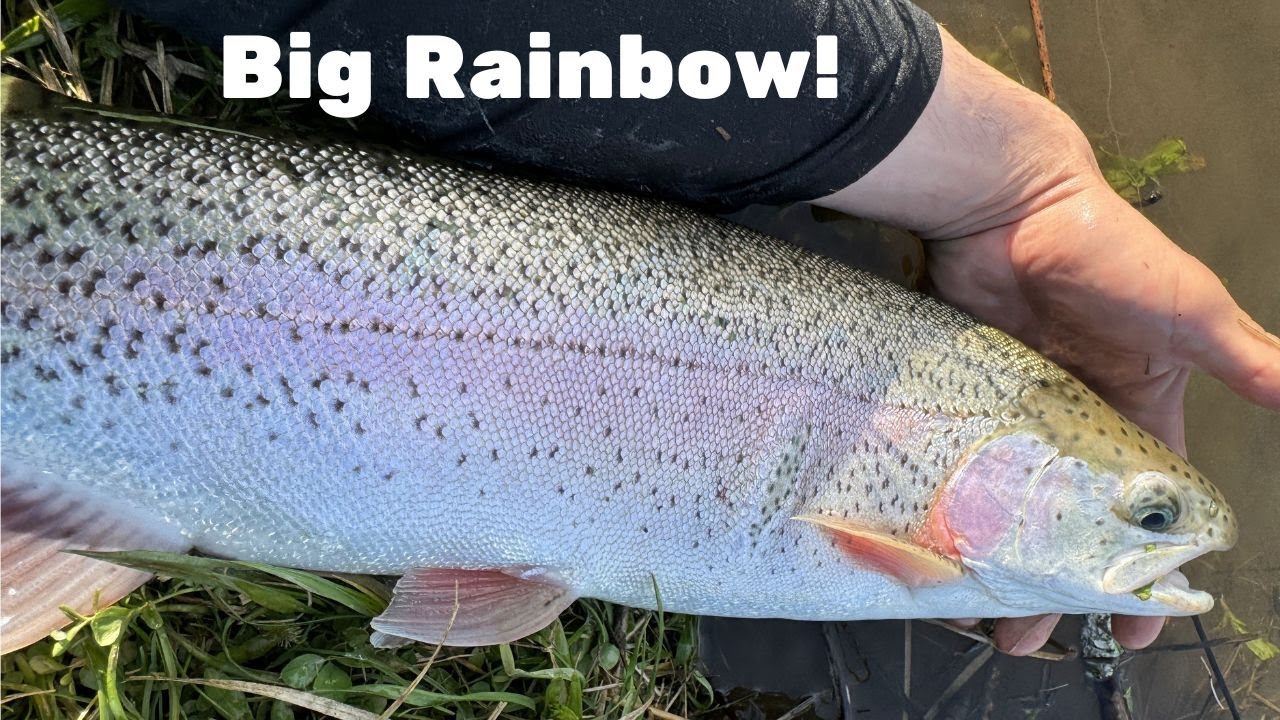 Stocked Trout Fishing Quaker Lake 2024! Big Rainbow!