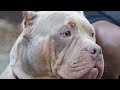American bully Platinum Tri Merle TKs Rampage. Open for stud Abkc ￼