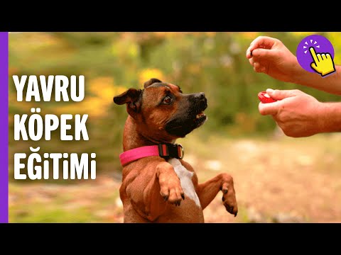 Video: Apartmandaki Yerine İşemek İçin Bir Köpek Yavrusu Nasıl Eğitilir