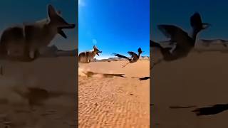 Xl Roadrunner Bird Runs Fast, Tricks Coyotes