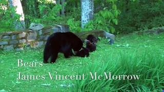 Watch James Vincent Mcmorrow Bears video