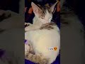 ye kya ho rha h😺#shorts #youtubeshorts #cat #shortsfeed #bestfeed #fyp #bestfeed #trending #viral