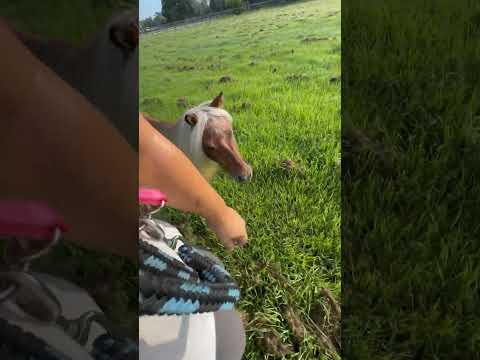 #PogoPony has a WILD morning #pogocito