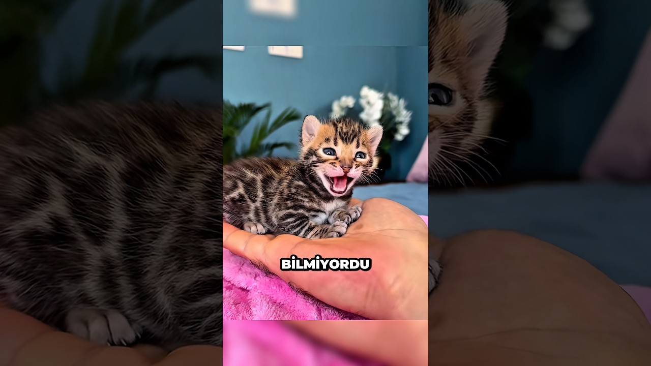Bu Kedi Aslında Ev Kedisi Değildi! #shorts