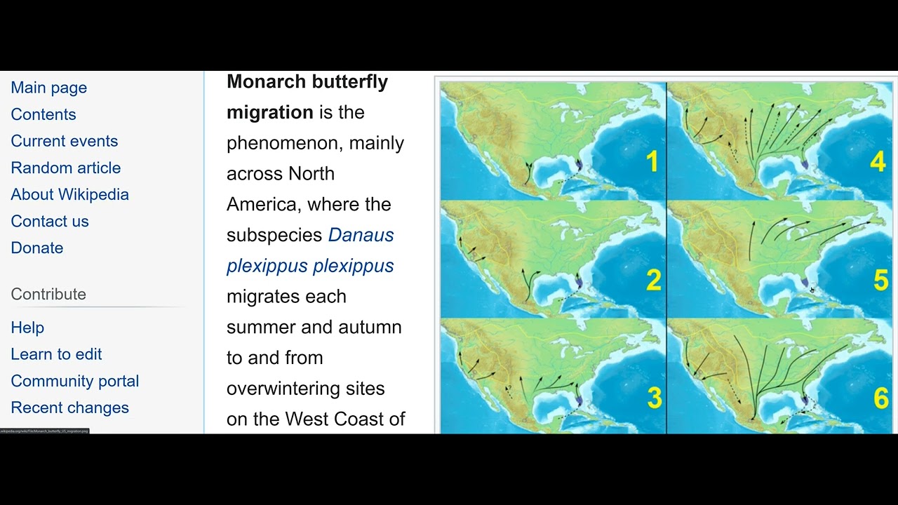 King of the Butterflys 🦋  monarch butterfly migration Mexico 🪁