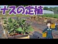 【ナスの定植】接木苗1本320円×400本植えるぞ!