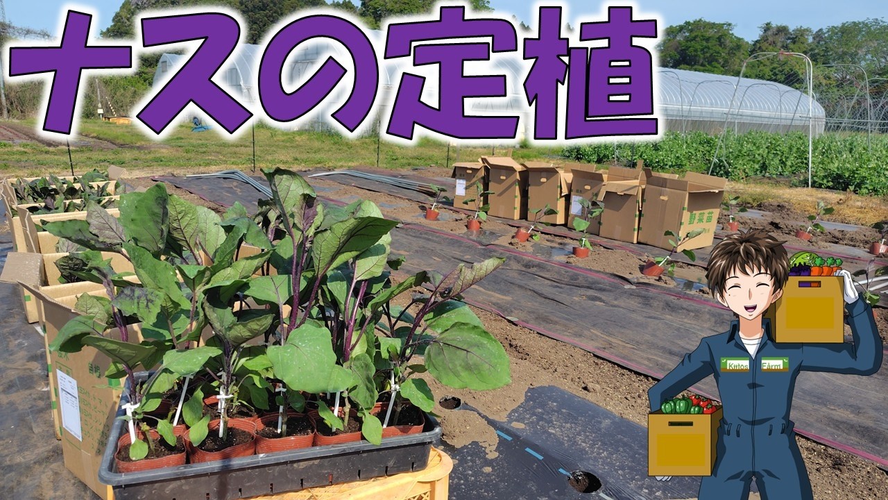 【ナスの定植】接木苗1本320円×400本植えるぞ!