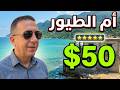 شاطئ أم الطيور اللاذقية هل الأسعار منطقية mp3
