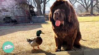 Duck Loves Swimming And Grooming With His Huge Newfie Friend Cuddle Buddies