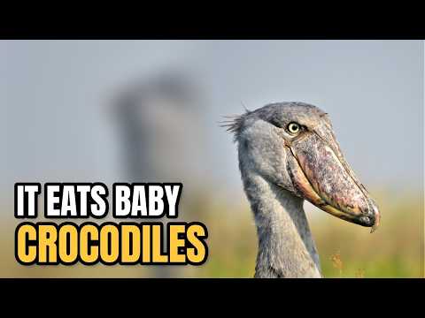 What If You Were Face To Face With The 5 Most Astounding Birds On Earth?