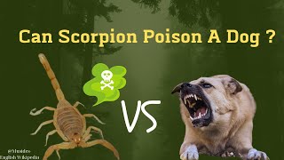 Can a Scorpion Poison a Dog - In 30 Seconds | Zootub3