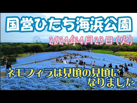 【茨城ツアー】ひたち海浜公園のネモフィラは『見頃の見頃』になりました 2024年4月23日火曜日