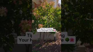 Yes, You Do Need To Trim a Hydrangea Tree @AceHardware