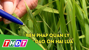 Biện pháp quản lý bệnh đạo ôn hại lúa | Syngenta Thông tin nông nghiệp - 1/10/2023 | THDT