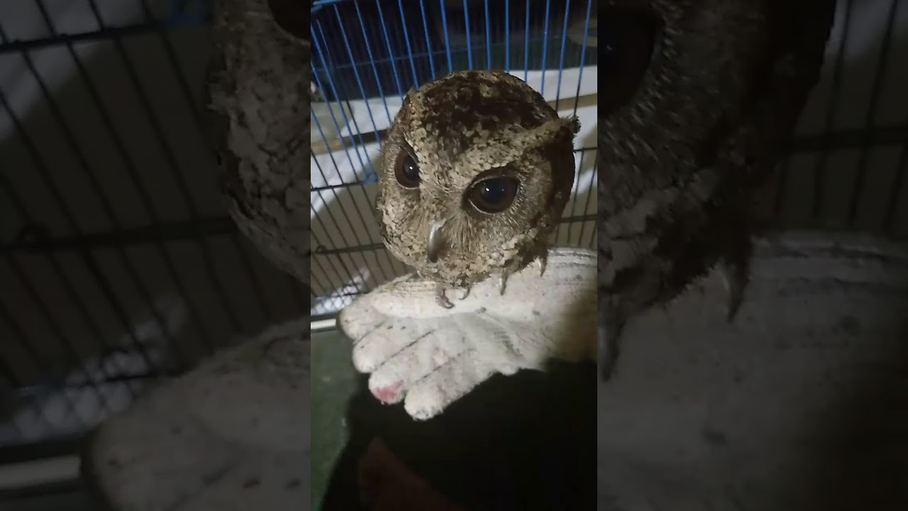 Owl - binding time with wild owl (indian scops) 
