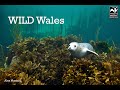 Wild wales wildlife adventures  skomer island