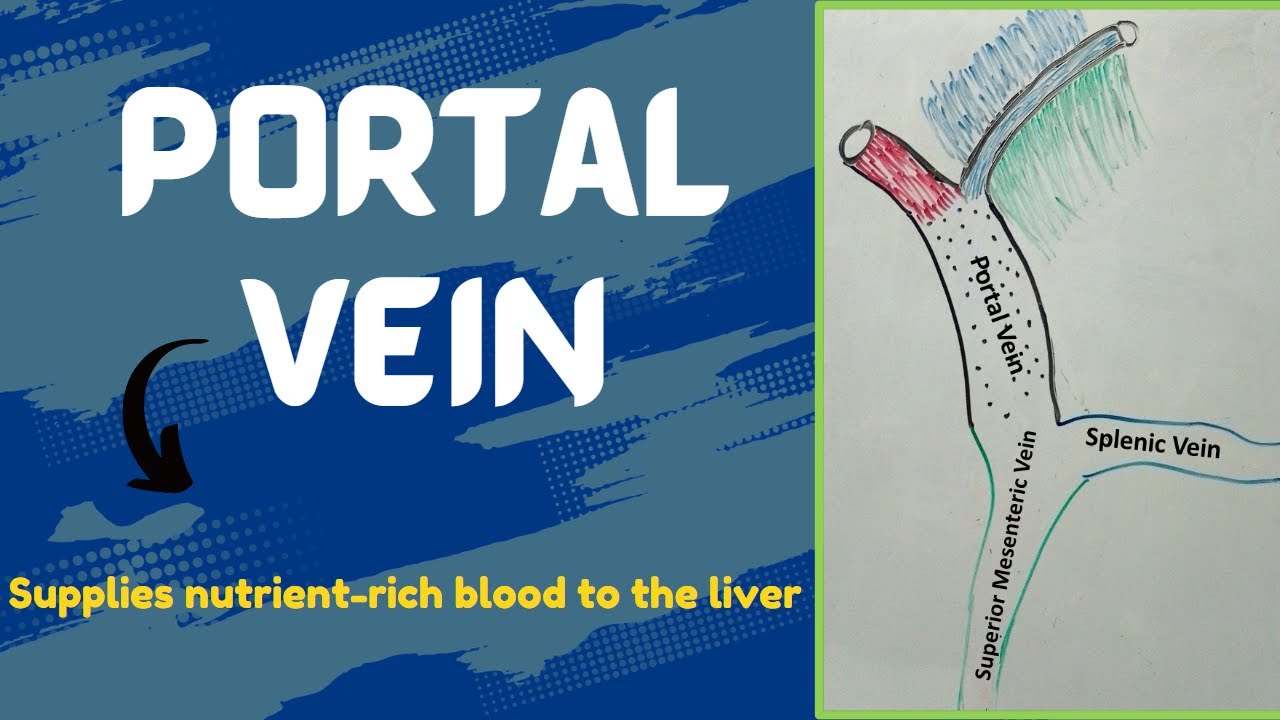 Portal vein | Portal venous system - YouTube