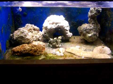 galaxy watch 150 gal saltwater live rock holding tanks red deer alberta