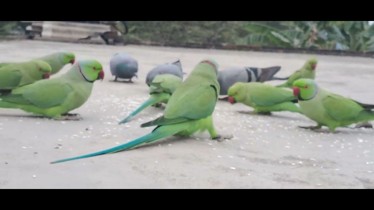 मिट्ठू 🐦मिट्ठू बेटा ❤इतने सारे पैरेट 🐦