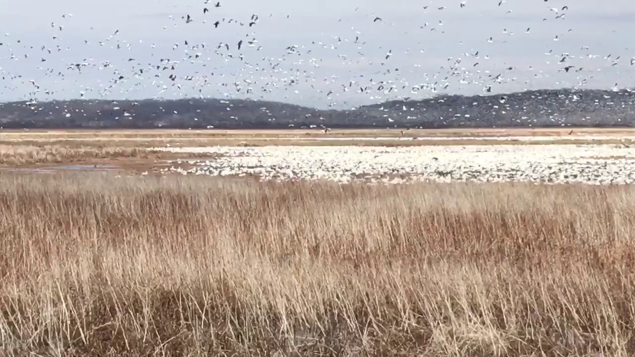 Flocks arrive from north part 2