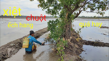 đồng bơm nước chuẩn bị xạ lúa. xiệt ếch chuột đồng quá trúng . gặp ếch bự thấy mê