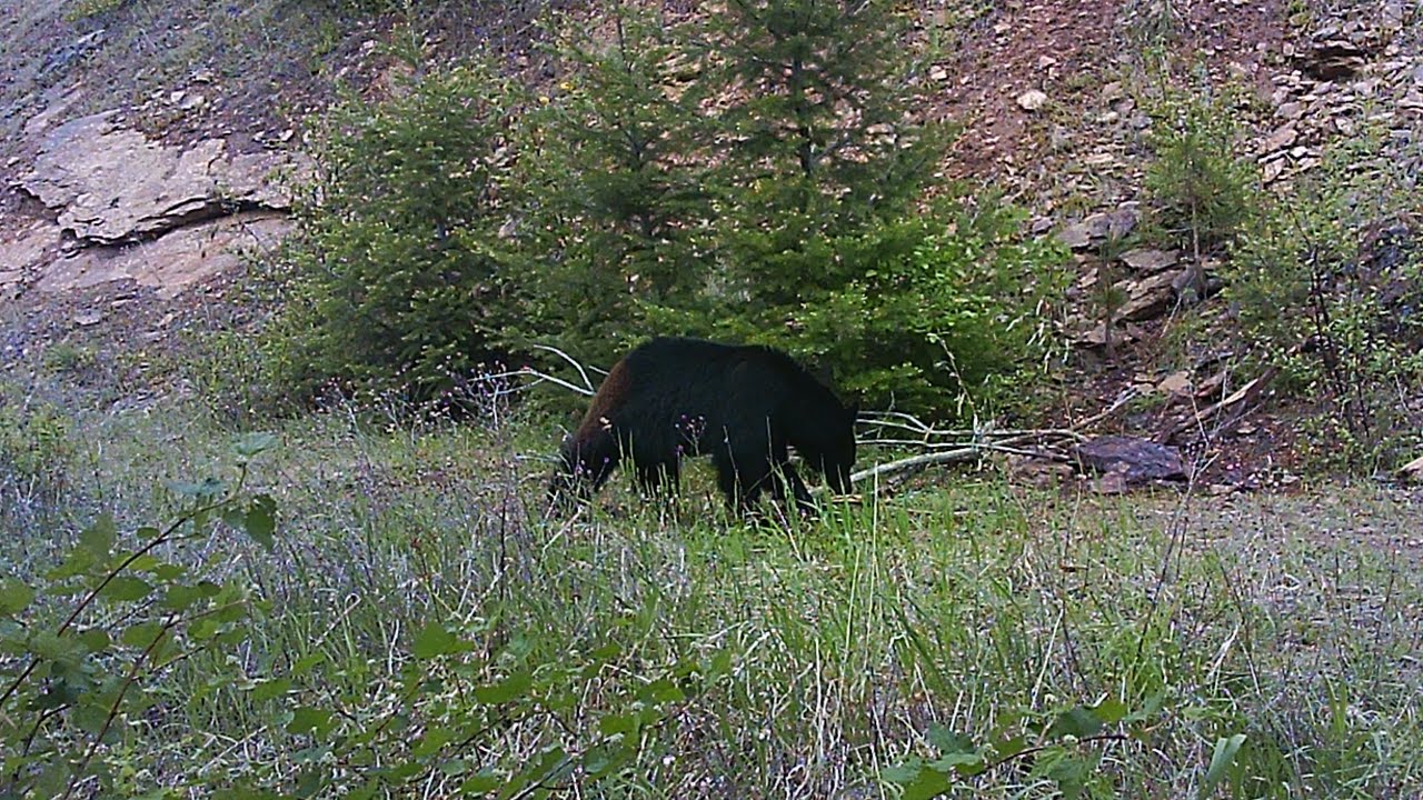 Spring Bear Baiting Idaho 2025