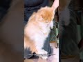 Why Regular Grooming Helps Keep Your Cat Healthy and Happy. #cat #kitten #cute #grooming #cat happy