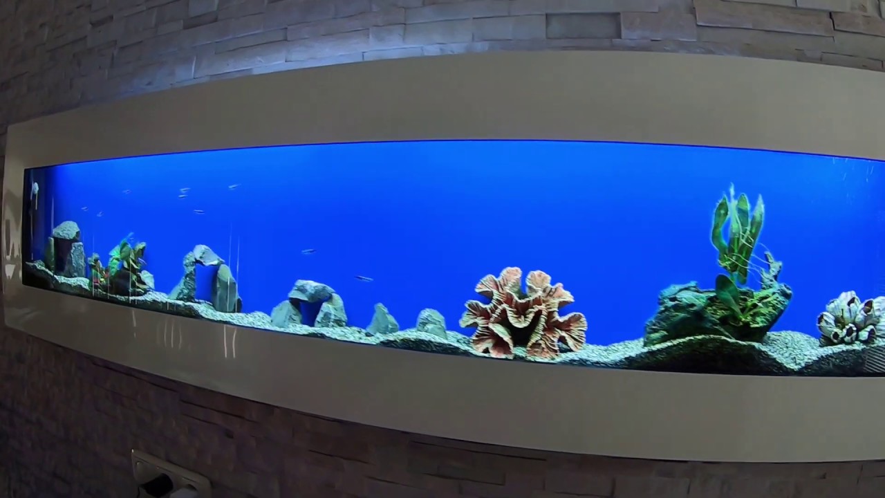 Wand Aquarium Von Edelstahl Mit Led Beleuchtung Neu Showroom An Der Deutsche Grenze Wilkommen Youtube