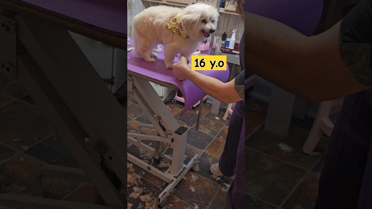 Pomeranian mix, longer trim up,haircut 