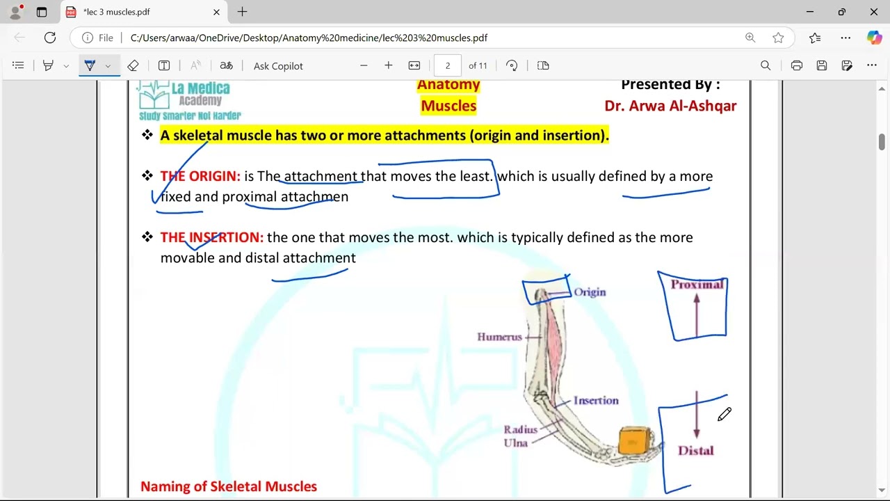 Anatomy - Muscles - Medicine - Mutah