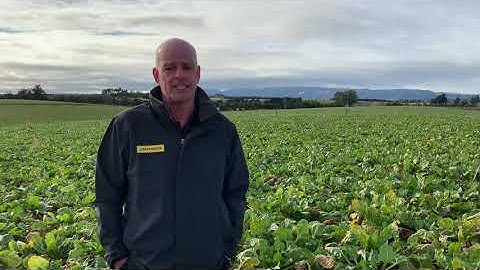 How to choose a fodder beet