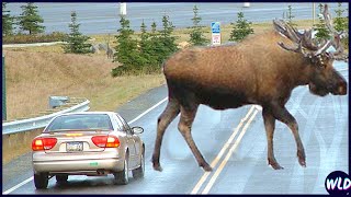 15 Largest Animals Ever Caught On Camera